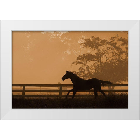 Headin For the Sun White Modern Wood Framed Art Print by Dawson, Robert