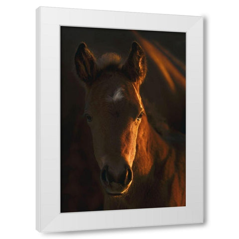 Little Miss White Modern Wood Framed Art Print by Dawson, Robert