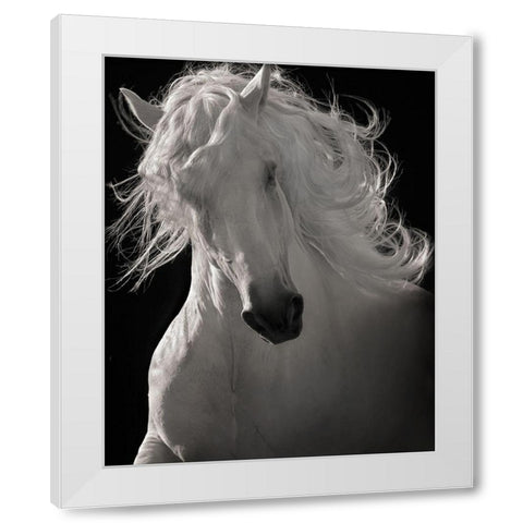 The Lusitano Dancer White Modern Wood Framed Art Print by Dawson, Robert