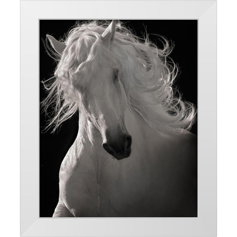 The Lusitano Dancer White Modern Wood Framed Art Print by Dawson, Robert