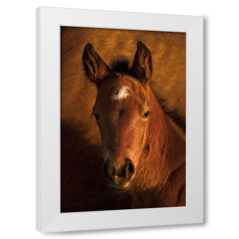 Whats Up White Modern Wood Framed Art Print by Dawson, Robert