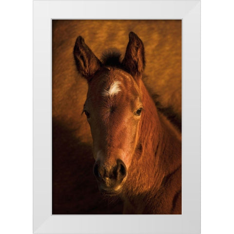 Whats Up White Modern Wood Framed Art Print by Dawson, Robert
