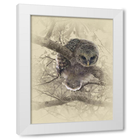 Barred Owlet White Modern Wood Framed Art Print by Brown, Jim