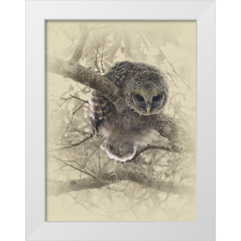 Barred Owlet White Modern Wood Framed Art Print by Brown, Jim