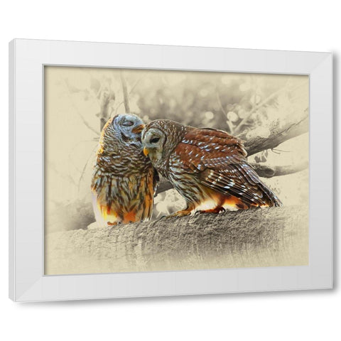 Barred Owls White Modern Wood Framed Art Print by Brown, Jim