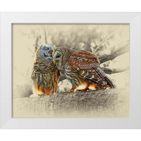 Barred Owls White Modern Wood Framed Art Print by Brown, Jim