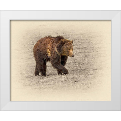 Grizzly 2 White Modern Wood Framed Art Print by Brown, Jim