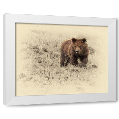 Grizzly Cub 1 White Modern Wood Framed Art Print by Brown, Jim