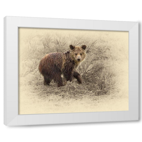 Grizzly Cub 2 White Modern Wood Framed Art Print by Brown, Jim