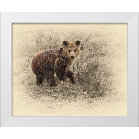 Grizzly Cub 2 White Modern Wood Framed Art Print by Brown, Jim