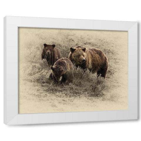 Grizzly Family White Modern Wood Framed Art Print by Brown, Jim