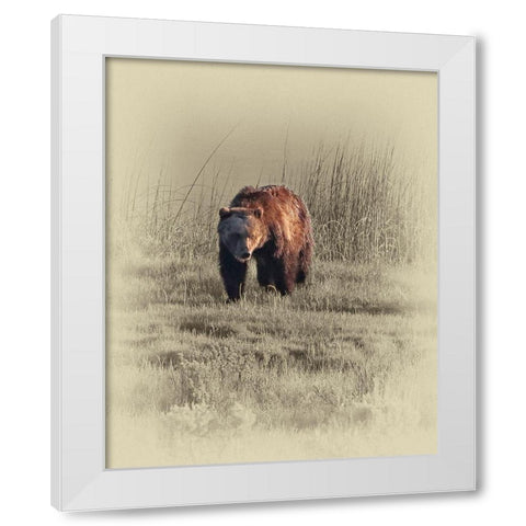 Grizzly White Modern Wood Framed Art Print by Brown, Jim