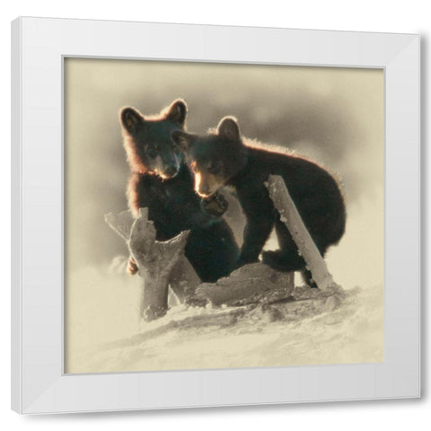 Morning Playtime White Modern Wood Framed Art Print by Brown, Jim