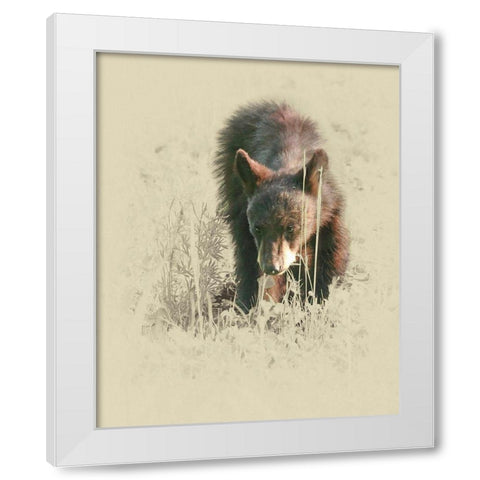 Young Black Bear White Modern Wood Framed Art Print by Brown, Jim
