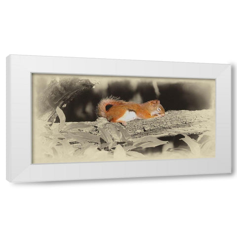 Sleeping Squirrel White Modern Wood Framed Art Print by Brown, Jim