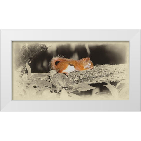 Sleeping Squirrel White Modern Wood Framed Art Print by Brown, Jim