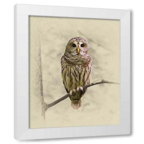 Barred Owl 1 White Modern Wood Framed Art Print by Brown, Jim
