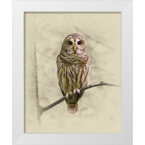 Barred Owl 1 White Modern Wood Framed Art Print by Brown, Jim