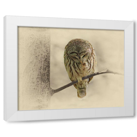 Barred Owl 2 White Modern Wood Framed Art Print by Brown, Jim