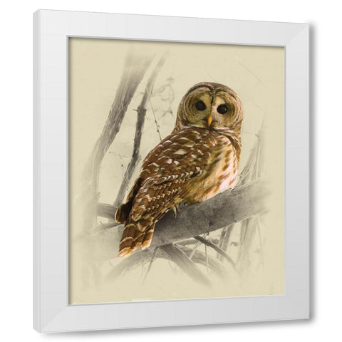 Barred Owl 3 White Modern Wood Framed Art Print by Brown, Jim