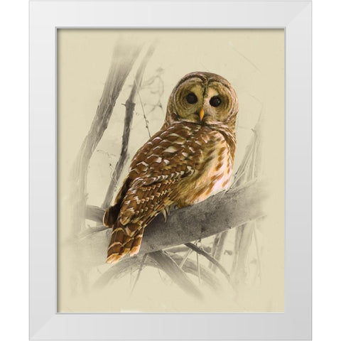 Barred Owl 3 White Modern Wood Framed Art Print by Brown, Jim