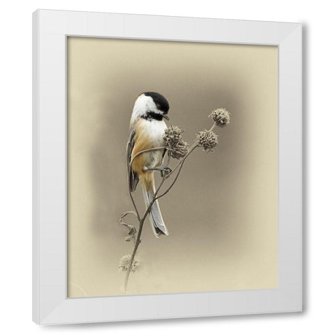 Black Capped Chickadee 1 White Modern Wood Framed Art Print by Brown, Jim