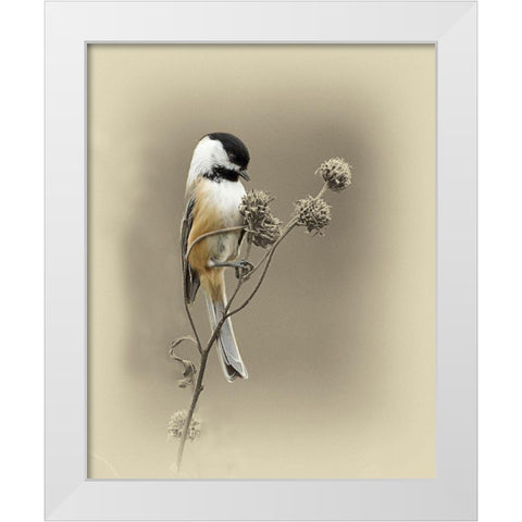 Black Capped Chickadee 1 White Modern Wood Framed Art Print by Brown, Jim