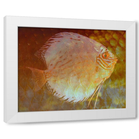 Discus I White Modern Wood Framed Art Print by Bartola