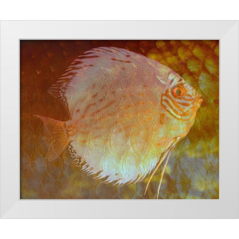 Discus I White Modern Wood Framed Art Print by Bartola
