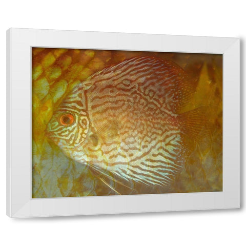 Discus II White Modern Wood Framed Art Print by Bartola