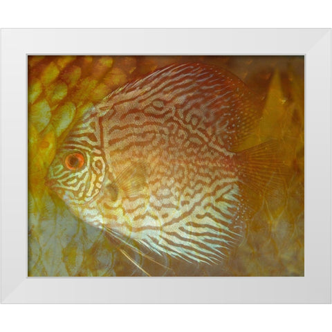 Discus II White Modern Wood Framed Art Print by Bartola