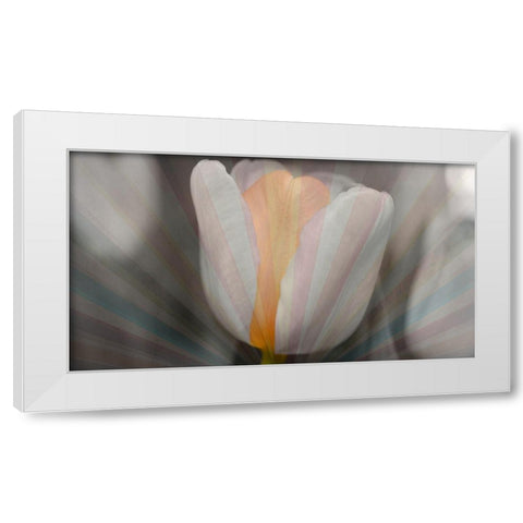 Tulip Surprise White Modern Wood Framed Art Print by Bartola