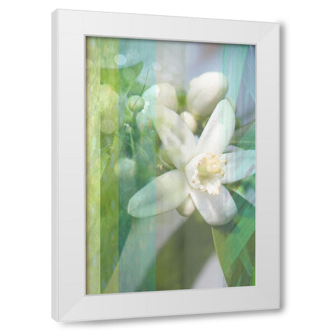 Orange Blossom White Modern Wood Framed Art Print by Franklin