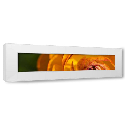 Flower Slice Orange I White Modern Wood Framed Art Print by Simons