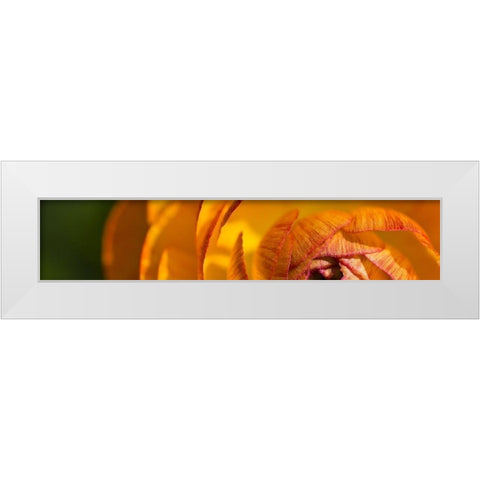Flower Slice Orange I White Modern Wood Framed Art Print by Simons