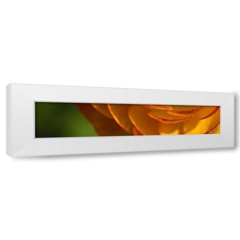 Flower Slice Orange III White Modern Wood Framed Art Print by Simons