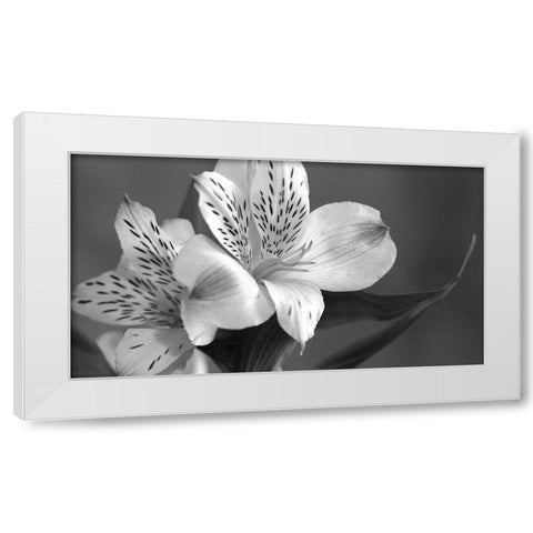 Lily in Black and White White Modern Wood Framed Art Print by Simons