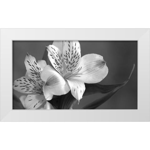 Lily in Black and White White Modern Wood Framed Art Print by Simons
