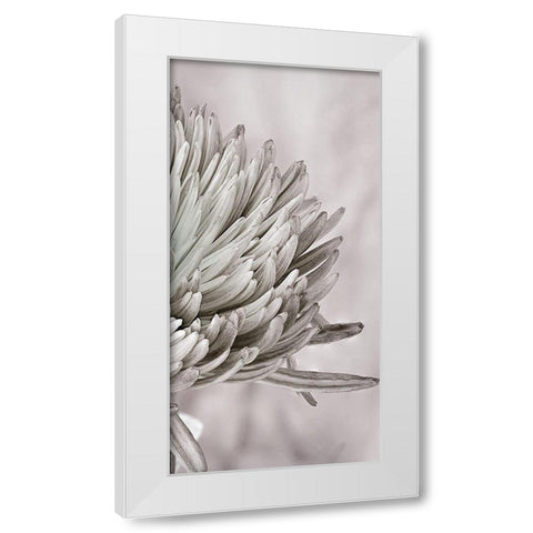 Aroma 2 White Modern Wood Framed Art Print by Phillip, Jamie