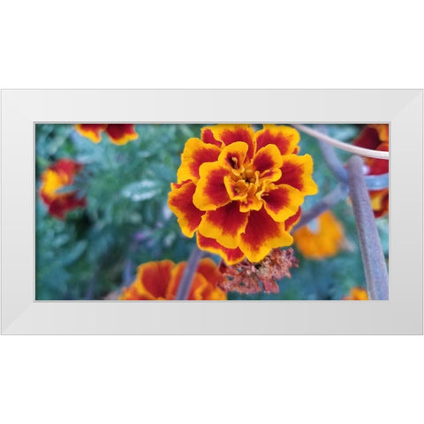 Flow White Modern Wood Framed Art Print by Phillip, Jamie
