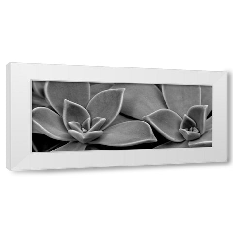 Succulent 1 White Modern Wood Framed Art Print by Phillip, Jamie