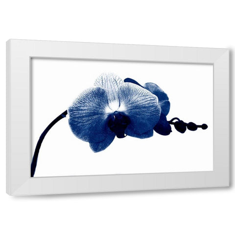 Super Blue Orchid White Modern Wood Framed Art Print by Phillip, Jamie