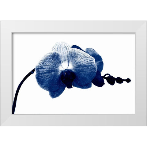 Super Blue Orchid White Modern Wood Framed Art Print by Phillip, Jamie