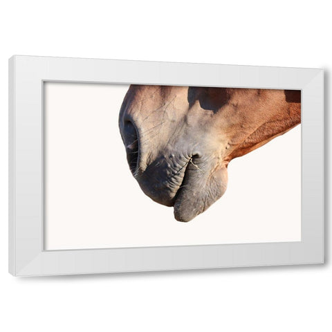 Horse White Modern Wood Framed Art Print by Phillip, Jamie
