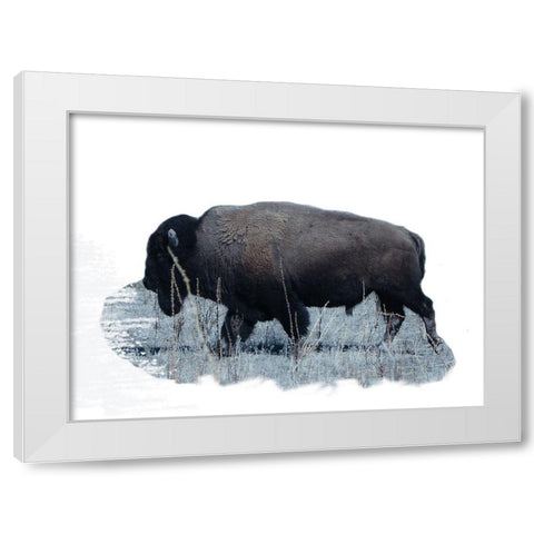 Grazing Buffalo White Modern Wood Framed Art Print by Phillip, Jamie