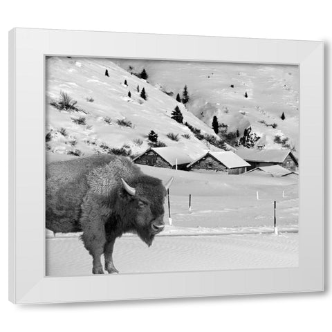 Snow Bison White Modern Wood Framed Art Print by Phillip, Jamie