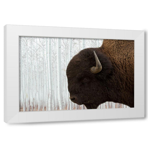 Bison Season 4 White Modern Wood Framed Art Print by Phillip, Jamie