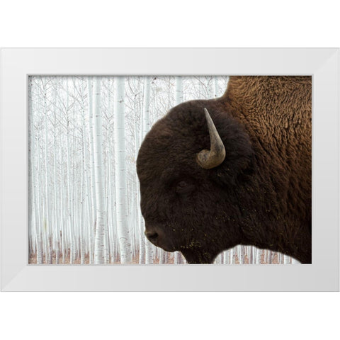 Bison Season 4 White Modern Wood Framed Art Print by Phillip, Jamie