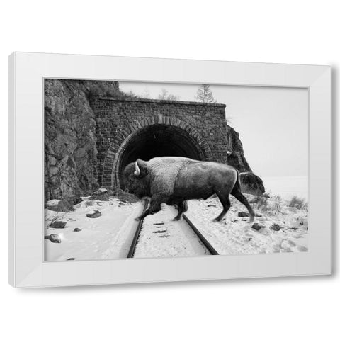 Bison Season 5 White Modern Wood Framed Art Print by Phillip, Jamie