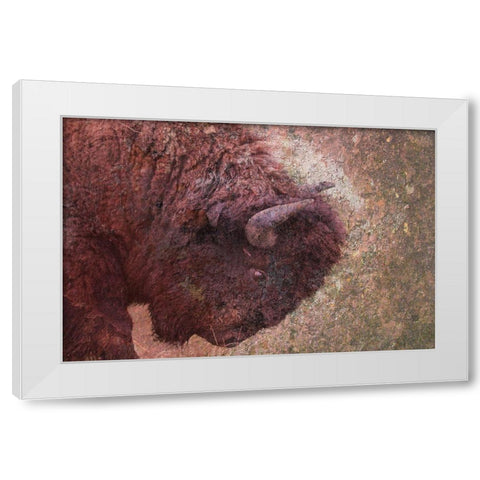 Brown Buffalo White Modern Wood Framed Art Print by Phillip, Jamie